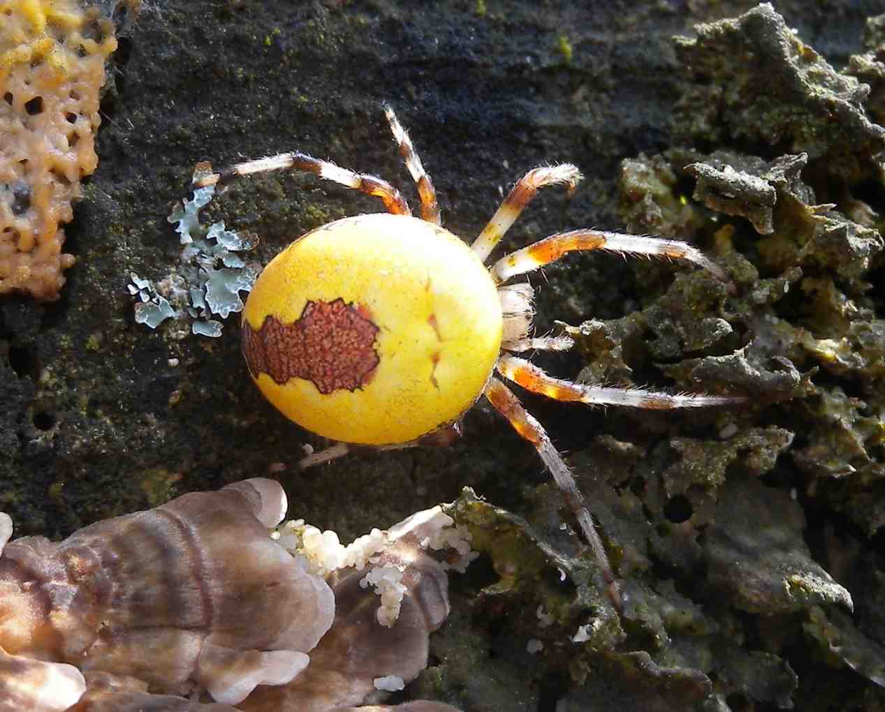 Araneus marmoreus var. pyramidatus